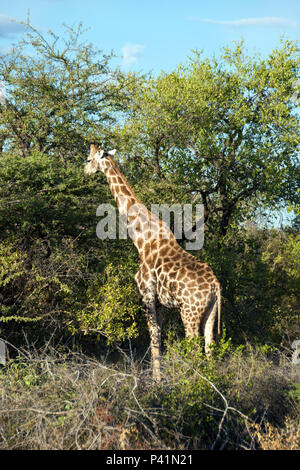 Eine Giraffe Schürfwunden an Bäumen in Etosha National Park, Namibia. Stockfoto