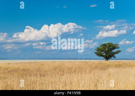 Gras wächst am Rande der riesigen Salzpfanne im Etosha National Park, Namibia. Stockfoto