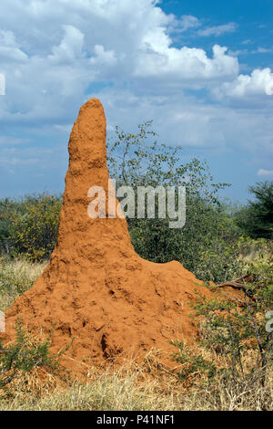 Termite Damm entlang einer Straße außerhalb des Etosha National Park, Namibia. Stockfoto