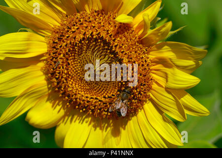 In der Nähe von hellen gelben Sonnenblumen mit einer Biene Stockfoto