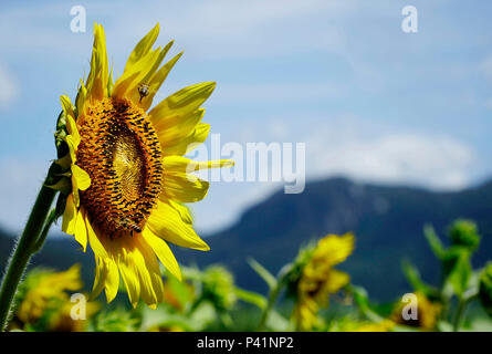 Nahaufnahme einer Sonnenblume wachsen in einem Feld Stockfoto