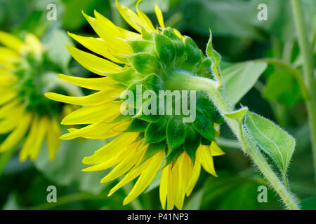 Leuchtend gelbe Sonnenblumen Rückansicht mit grünem Hintergrund Stockfoto