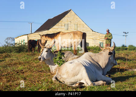Kubanische Landwirt in einem Tabak Bauernhof in Pinar del Río mit Ochsen und Pferde, Tiere sehr im täglichen Leben und Arbeit verwendet. Typische Tabak Kurieren Haus hinter. Stockfoto