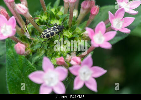 Oaninha Marienkäfer polinização da joaninha polinização flor Jardim planta Botânica Estrela do Egito Pentas integrifolia Cacho-de-estrelas Pentas Zeigen-de-estrelas Silena Fauna Flora Inseto Brasil Stockfoto