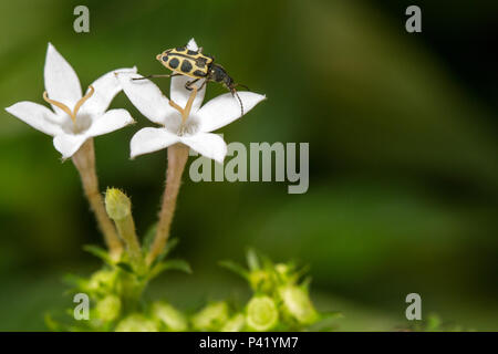 Da joaninha Joaninha Marienkäfer polinização polinização flor Jardim planta Botânica Estrela do Egito Pentas integrifolia Cacho-de-estrelas Pentas Zeigen-de-estrelas Silena Fauna Flora Inseto Brasil Stockfoto