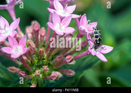 Da joaninha Joaninha Marienkäfer polinização polinização flor Jardim planta Botânica Estrela do Egito Pentas integrifolia Cacho-de-estrelas Pentas Zeigen-de-estrelas Silena Fauna Flora Inseto Brasil Stockfoto