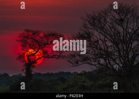 Fazenda Pouso Alegre - Poconé MT Pôr-do-Sol entardecer final de Tarde Pantanal Pantanal Norte Pôr Do Sol Poconé keine Pantanal Mato Grosso Centro oeste Brasil Stockfoto