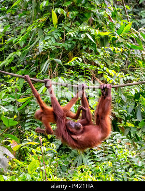 Wild Mutter und Baby Orang-utan hängen von einem Man-made Seil an der Sepilok Orang Utan Rehabilitation Center in Sepilok, Sandakan, Borneo, Malaysia Stockfoto