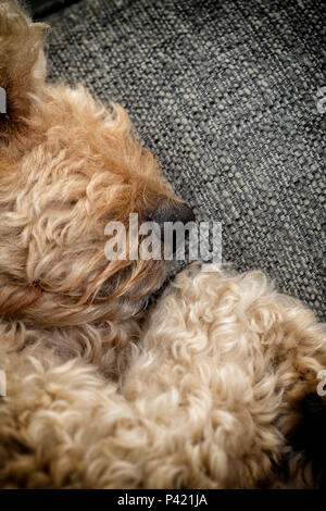 In der Nähe von Nase und Mund einer beigefarbenen Labradoodle hunde, wie es schläft Stockfoto