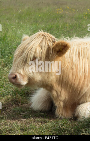 Highland Cattle in Erhaltung verwendet. Stockfoto