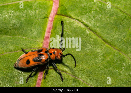 Rote Seidenpflanze Käfer (Tetraopes tetrophthalmus) Stockfoto