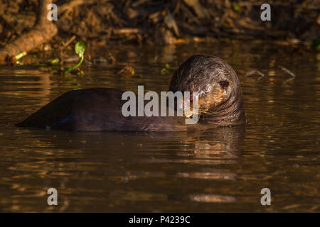 Ariranha, Pteronura brasiliensis, ariranha, onça-d'Água 1, lontra - Gigante, Lobo-do-Rio, mamífero mustelídeo, Fauna, Natureza, Pantanal, Rio Piquiri, Mato Grosso, Centro Oeste, Brasil, Stockfoto