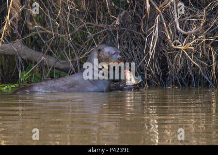 Ariranha, Pteronura brasiliensis, ariranha, onça-d'Água 1, lontra - Gigante, Lobo-do-Rio, mamífero mustelídeo, Fauna, Natureza, Pantanal, Rio Piquiri, Mato Grosso, Centro Oeste, Brasil, Stockfoto