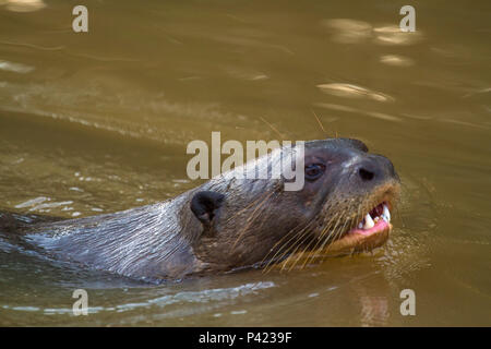Ariranha, Pteronura brasiliensis, ariranha, onça-d'Água 1, lontra - Gigante, Lobo-do-Rio, mamífero mustelídeo, Fauna, Natureza, Pantanal, Rio Piquiri, Mato Grosso, Centro Oeste, Brasil, Stockfoto