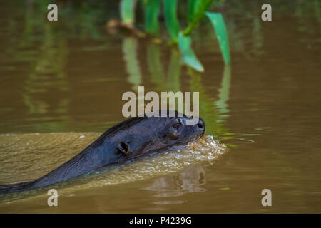 Ariranha, Pteronura brasiliensis, ariranha, onça-d'Água 1, lontra - Gigante, Lobo-do-Rio, mamífero mustelídeo, Fauna, Natureza, Pantanal, Rio Piquiri, Mato Grosso, Centro Oeste, Brasil, Stockfoto