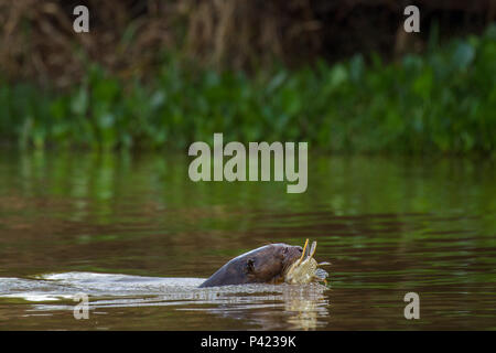 Ariranha, Pteronura brasiliensis, ariranha, onça-d'Água 1, lontra - Gigante, Lobo-do-Rio, mamífero mustelídeo, Fauna, Natureza, Pantanal, Rio Piquiri, Mato Grosso, Centro Oeste, Brasil, ariranha se alimentando, ariranha comendo Peixe, Stockfoto