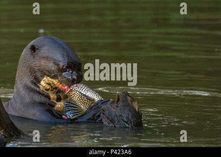 Ariranha, Pteronura brasiliensis, ariranha, onça-d'Água 1, lontra - Gigante, Lobo-do-Rio, mamífero mustelídeo, Fauna, Natureza, Pantanal, Rio Piquiri, Mato Grosso, Centro Oeste, Brasil, Stockfoto