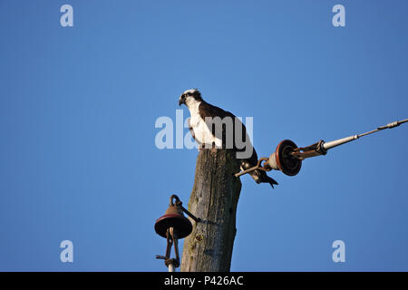 Fischadler (Pandion haliaetus) auf ein Dienstprogramm Pol in Bellevue, WA, USA sitzen Stockfoto