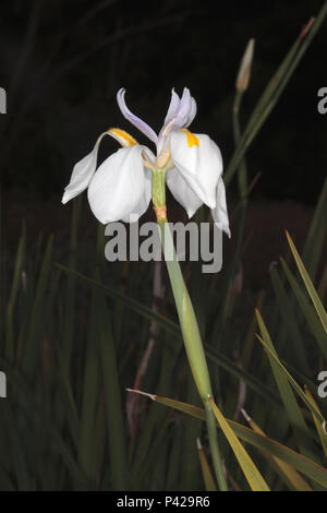 Großes Wild Iris/Fortnight Lily/Grootewild/Märchen Iris/Dietes grandiflora - Familie Iridaceae Stockfoto