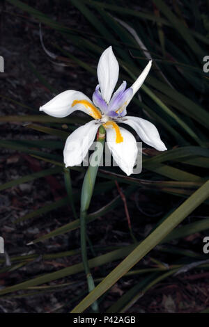 Großes Wild Iris/Fortnight Lily/Grootewild/Märchen Iris/Dietes grandiflora - Familie Iridaceae Stockfoto