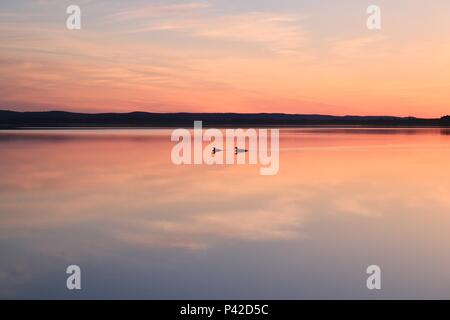 Zwei Gänse schwimmen in einem See bei Sonnenaufgang Stockfoto