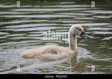 Schwan Familie in Stadt aprk Nijmegen Stockfoto