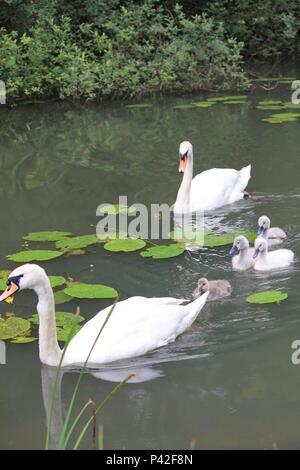 Schwan Familie in Stadt aprk Nijmegen Stockfoto