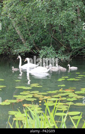 Schwan Familie in Stadt aprk Nijmegen Stockfoto