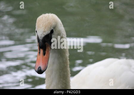 Schwan Familie in Stadt aprk Nijmegen Stockfoto