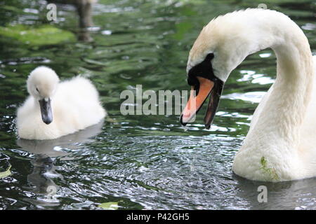 Schwan Familie in Stadt aprk Nijmegen Stockfoto