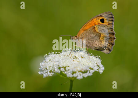 Kleine Heide Schmetterling - Coenonympha pamphilus, schön braun und orange Schmetterling aus Europa und Nordafrika. Stockfoto