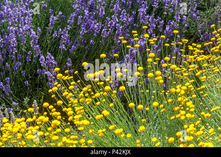 Baumwolle Lavendelrand gelb Santolina, gemischt mit blauem Lavendelhintergrund Stockfoto
