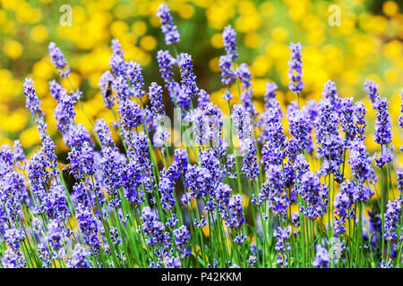 Lavendel Garten Grenze Blau gelbe Blumen Hintergrund santolina Stockfoto