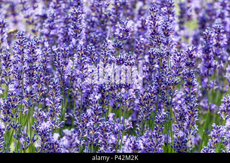 Duftenden Garten, Lavendel Stockfoto