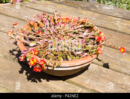 Portulak Portulaca Oleracea, Pflanze im Topf, Suffolk, England, Großbritannien Stockfoto