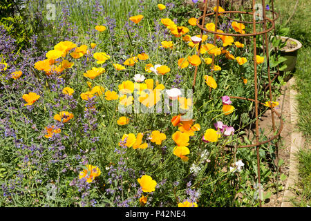 Gelbe Blumen der Kalifornischen Mohn, Eschscholzia californica, gemischt mit Katzenminze wächst im Garten, Suffolk, England, Großbritannien Stockfoto