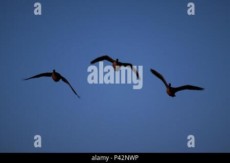 Drei kanadische Gänse fliegen auf den Kameraführer zu, mit blauem Himmel im Hintergrund Stockfoto