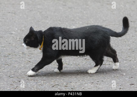 London, Großbritannien. 20. Juni 2018. Palmerston der Resident Chief Mouser der Fco in der Downing Street Credit: Amer ghazzal/Alamy leben Nachrichten Stockfoto