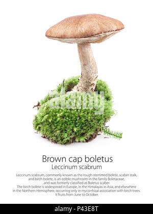 Braun cap Steinpilze (Leccinum scabrum) Pilz im Moos auf weißem Hintergrund Stockfoto