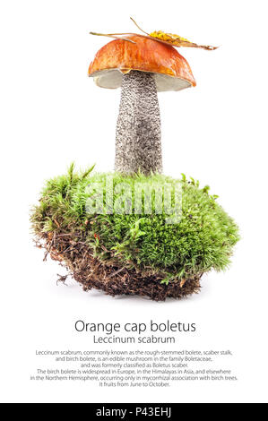 Orange cap Steinpilze (Leccinum scabrum) Pilz im Moos auf weißem Hintergrund Stockfoto