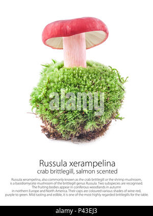 Psathyrella xerampelina (Lachs duftende) auf Moss in einem Wald Szene, auf weißem Hintergrund Stockfoto