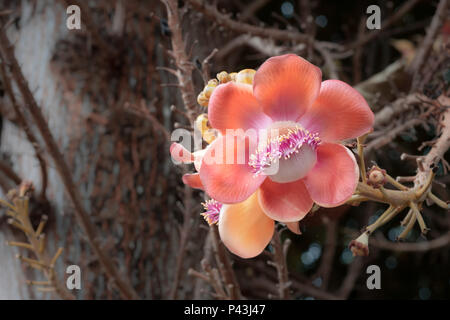 Orange Sala Blume auf Cannonball Baum oder Sal Blumen (Couroupita guianensis) in Thailand. Stockfoto