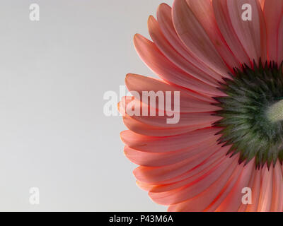 Rosa Gerbera Blütenblätter von unten fotografiert. Stockfoto