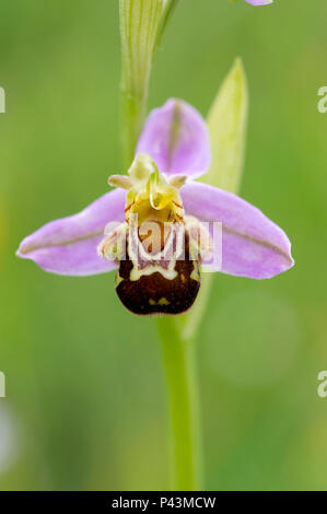 Ein eingeborener Bienen-ragwurz (Ophrys apifera) wild wachsen in Großbritannien Stockfoto