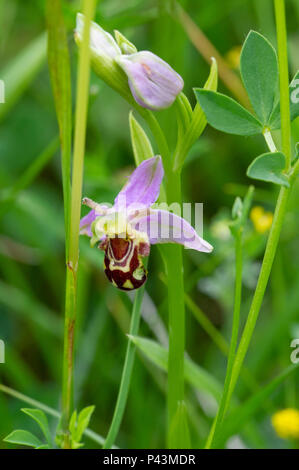 Ein eingeborener Bienen-ragwurz (Ophrys apifera) wild wachsen in Großbritannien Stockfoto