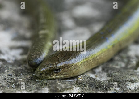 Legless Lizard (Anguis fragilis) im natürlichen Lebensraum. Männlich Stockfoto