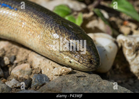 Slow Worm (Anguis fragilis). Makro Foto. Männlich Stockfoto