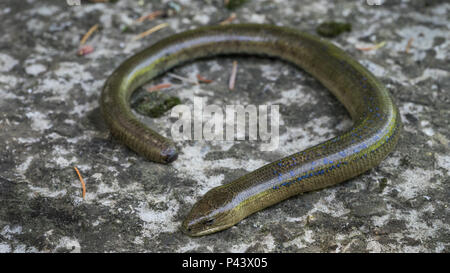 Legless Lizard (Anguis fragilis) im natürlichen Lebensraum. Männlich Stockfoto