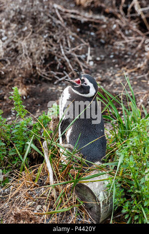 Magellan-pinguine, Isla Martillo, Estancia Haberton, Ushuaia, Argentinien. Stockfoto