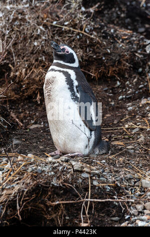 Magellan-pinguine, Isla Martillo, Estancia Haberton, Ushuaia, Argentinien. Stockfoto